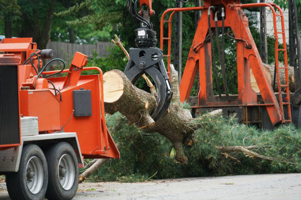 Residential Tree Removal in Clay, KY